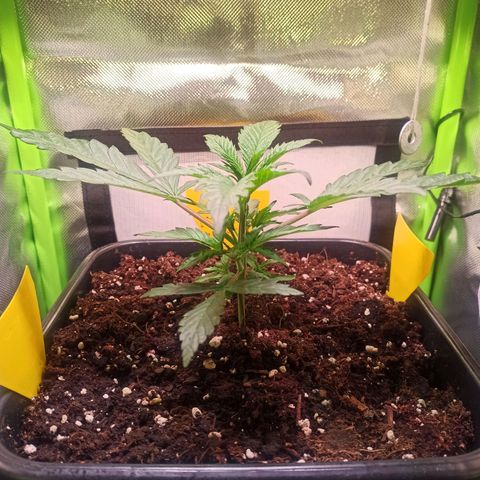 RQS Special Queen 1 growlog timeline photo