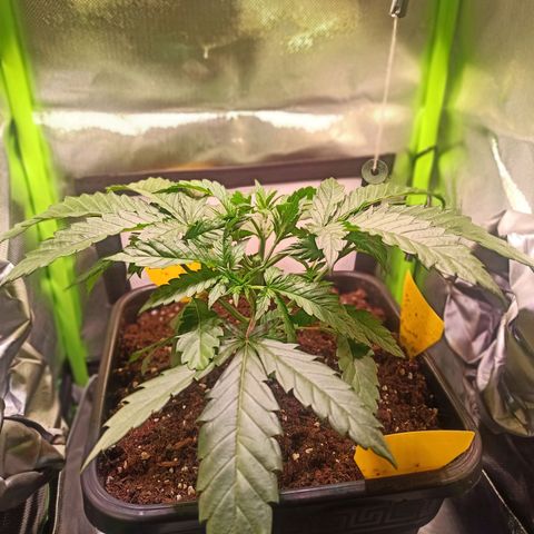 RQS Special Queen 1 growlog timeline photo