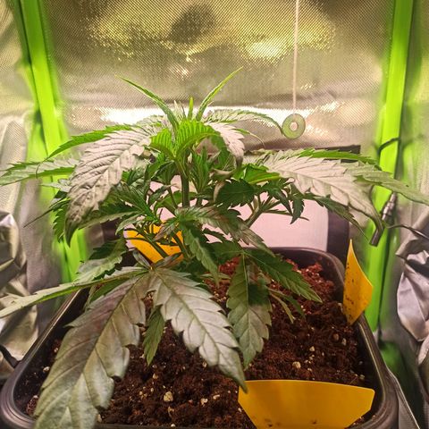 RQS Special Queen 1 growlog timeline photo