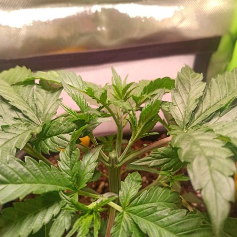 RQS Special Queen 1 growlog timeline photo