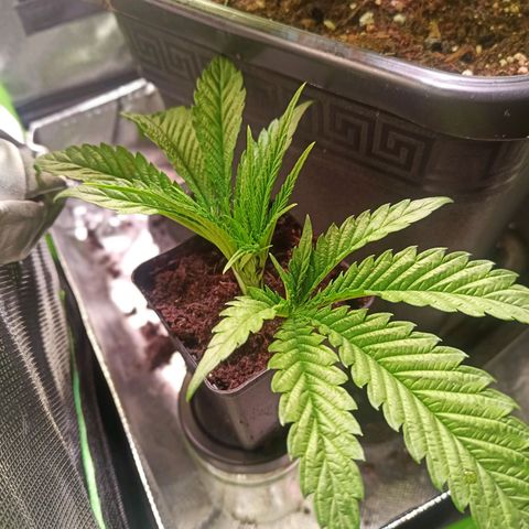 RQS Special Queen 1 growlog timeline photo