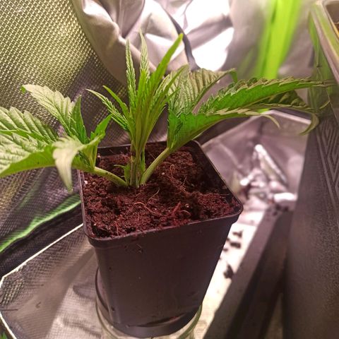RQS Special Queen 1 growlog timeline photo