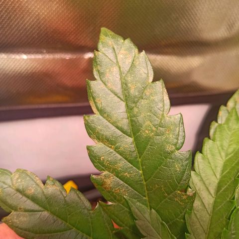 RQS Special Queen 1 growlog timeline photo