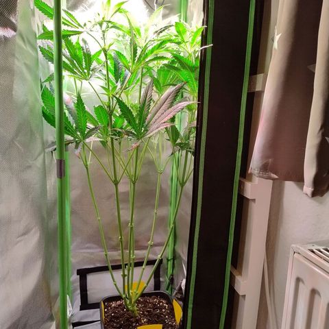 RQS Special Queen 1 growlog timeline photo
