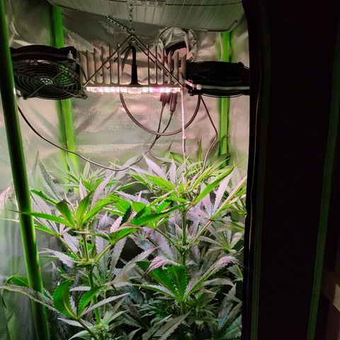 RQS Special Queen 1 growlog timeline photo