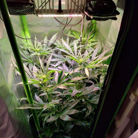 RQS Special Queen 1 growlog timeline photo