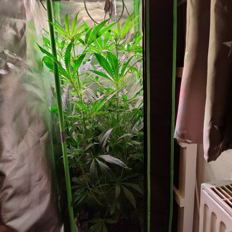 RQS Special Queen 1 growlog timeline photo