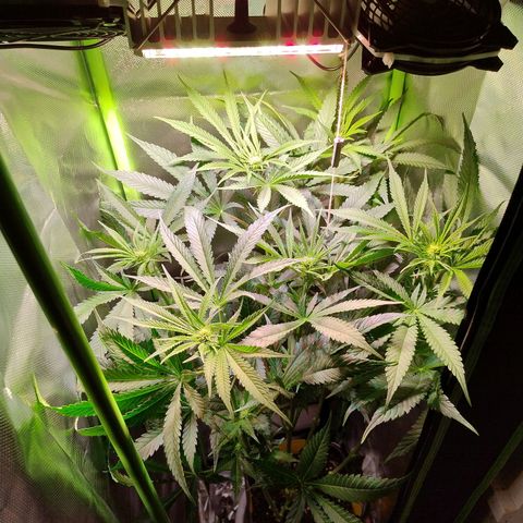 RQS Special Queen 1 growlog timeline photo