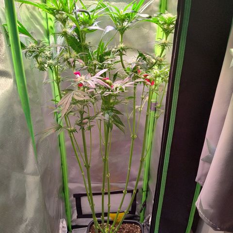 RQS Special Queen 1 growlog timeline photo