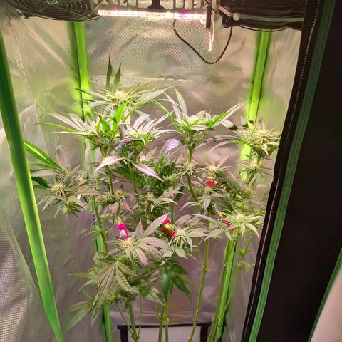 RQS Special Queen 1 growlog timeline photo