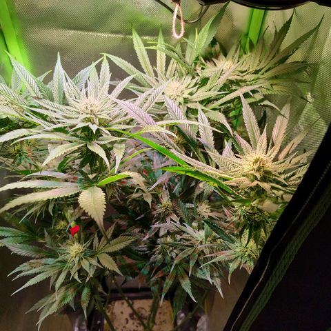 RQS Special Queen 1 growlog timeline photo