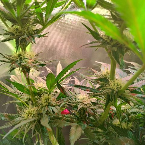RQS Special Queen 1 growlog timeline photo