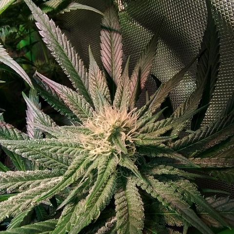 RQS Special Queen 1 growlog timeline photo