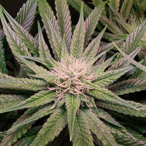 RQS Special Queen 1 growlog timeline photo