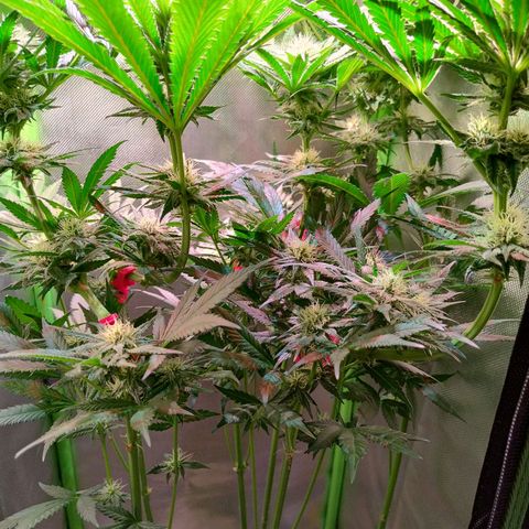 RQS Special Queen 1 growlog timeline photo