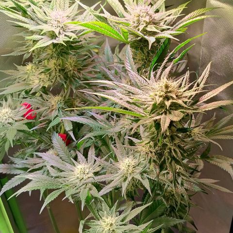 RQS Special Queen 1 growlog timeline photo