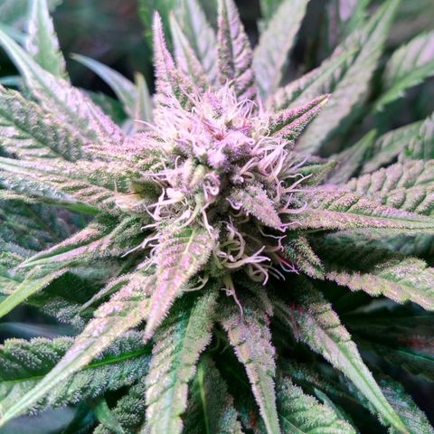 RQS Special Queen 1 growlog timeline photo