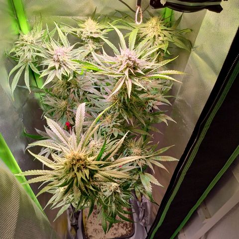 RQS Special Queen 1 growlog timeline photo