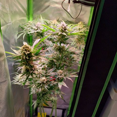 RQS Special Queen 1 growlog timeline photo