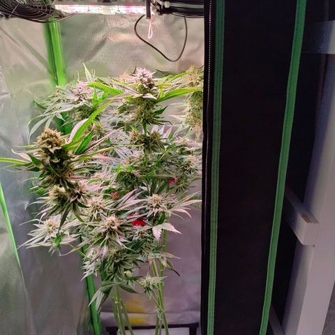 RQS Special Queen 1 growlog timeline photo