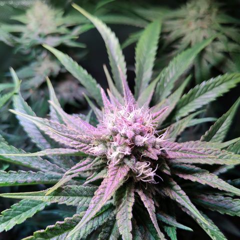 RQS Special Queen 1 growlog timeline photo