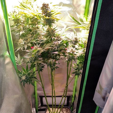 RQS Special Queen 1 growlog photo: der herbst ist da. gegen ende der woche wird vermutlich geerntet.