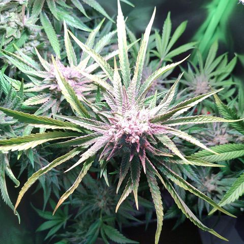 RQS Special Queen 1 growlog photo: der herbst ist da. gegen ende der woche wird vermutlich geerntet.