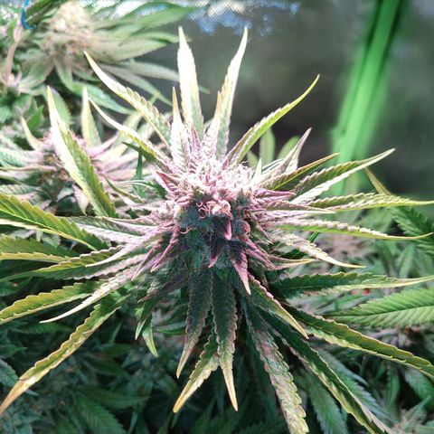 RQS Special Queen 1 growlog photo: der herbst ist da. gegen ende der woche wird vermutlich geerntet.