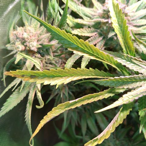 RQS Special Queen 1 growlog photo: der herbst ist da. gegen ende der woche wird vermutlich geerntet.