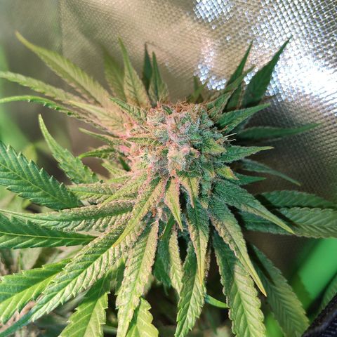 RQS Special Queen 1 growlog photo: der herbst ist da. gegen ende der woche wird vermutlich geerntet.