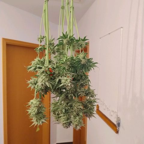 RQS Special Queen 1 growlog timeline photo