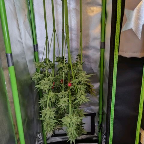 RQS Special Queen 1 growlog timeline photo