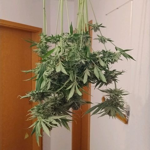 RQS Special Queen 1 growlog timeline photo