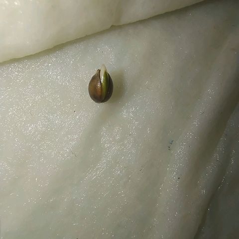 Royal Highness growlog timeline photo