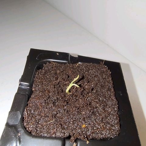 Royal Highness growlog timeline photo
