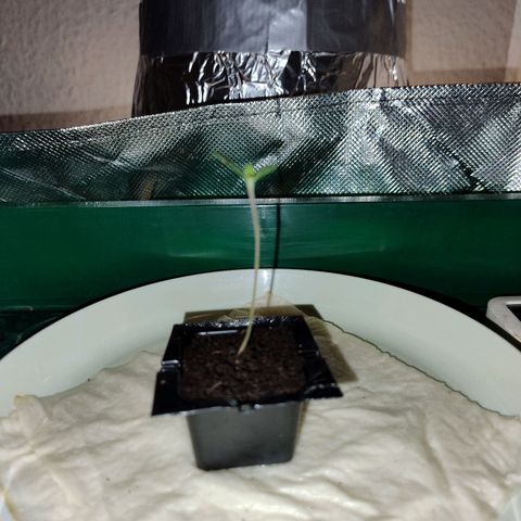 Royal Highness growlog timeline photo
