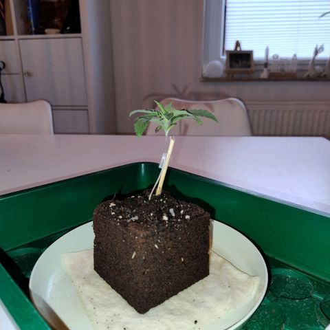 Royal Highness growlog photo: in den endtopf 12 liter eingepflanzt. 
4 dochte, 6mm Baumwolle verlegt. 
drainage 2cm tonkugeln