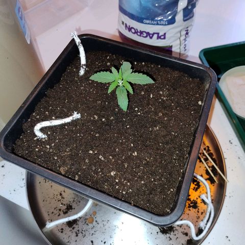 Royal Highness growlog photo: in den endtopf 12 liter eingepflanzt. 
4 dochte, 6mm Baumwolle verlegt. 
drainage 2cm tonkugeln