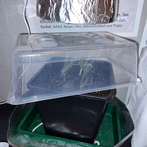 Royal Highness growlog photo: in den endtopf 12 liter eingepflanzt. 
4 dochte, 6mm Baumwolle verlegt. 
drainage 2cm tonkugeln