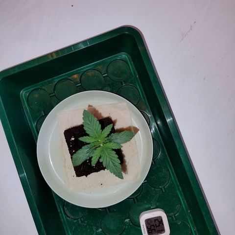 Royal Highness growlog photo: in den endtopf 12 liter eingepflanzt. 
4 dochte, 6mm Baumwolle verlegt. 
drainage 2cm tonkugeln