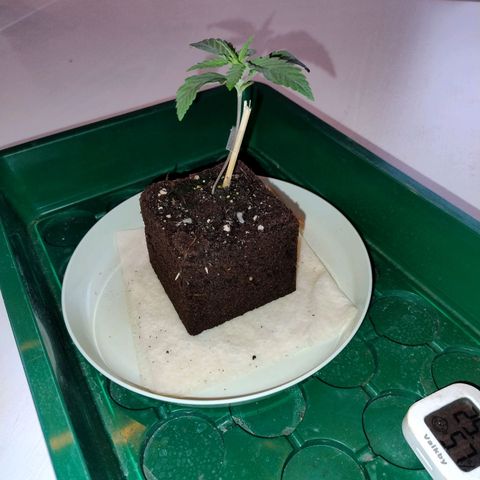 Royal Highness growlog photo: in den endtopf 12 liter eingepflanzt. 
4 dochte, 6mm Baumwolle verlegt. 
drainage 2cm tonkugeln