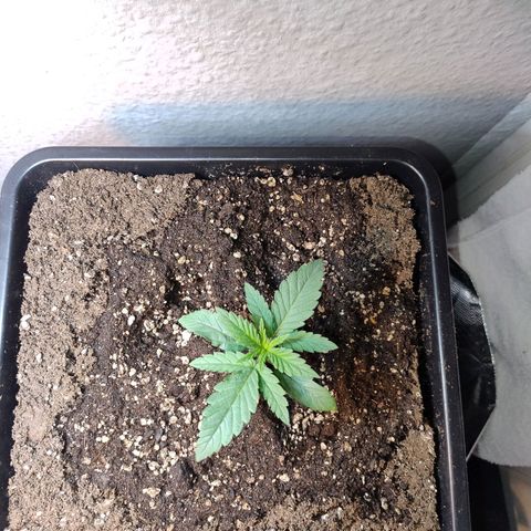 Royal Highness growlog timeline photo