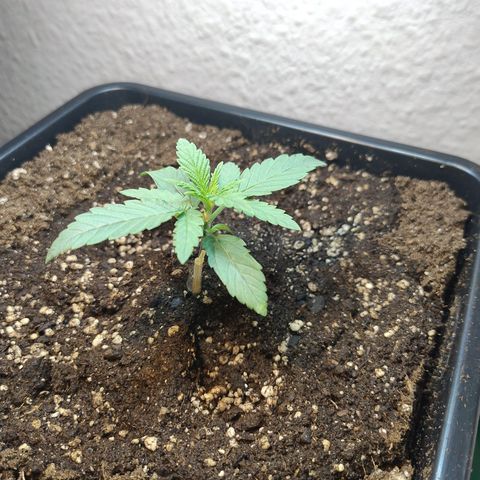 Royal Highness growlog timeline photo