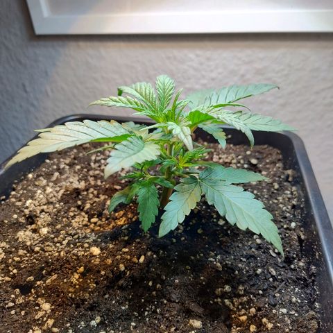 Royal Highness growlog timeline photo