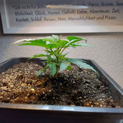 Royal Highness growlog timeline photo