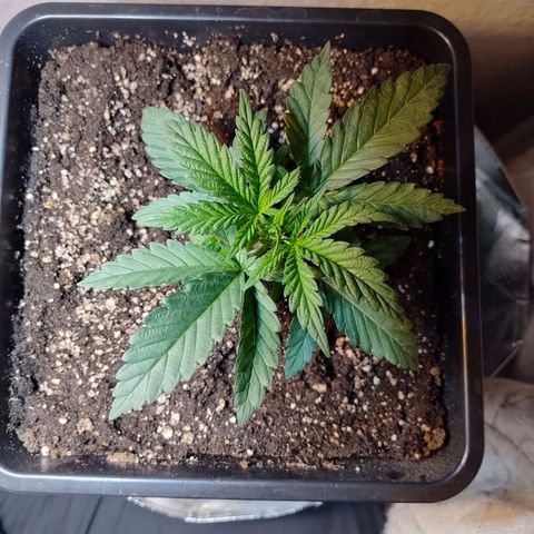 Royal Highness growlog timeline photo