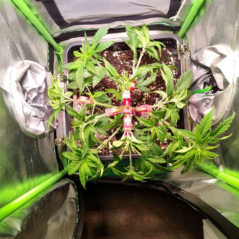 Royal Highness growlog timeline photo