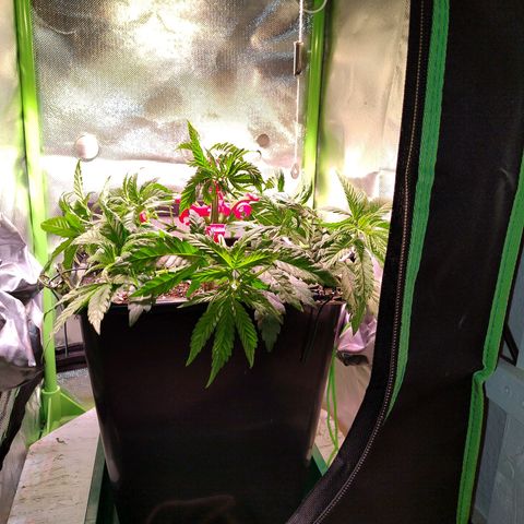 Royal Highness growlog timeline photo