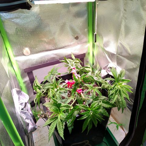 Royal Highness growlog timeline photo