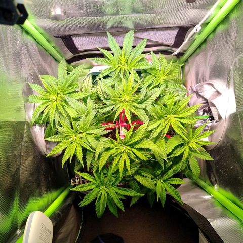 Royal Highness growlog timeline photo